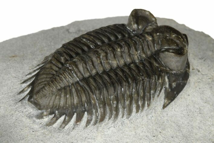 Coltraneia Trilobite With Adrisiops - Ofaten, Morocco #186711